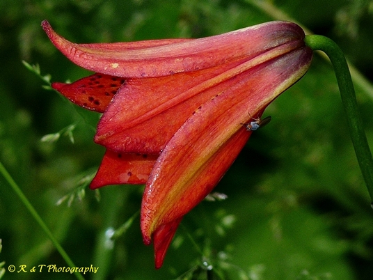 {Lilium grayi}